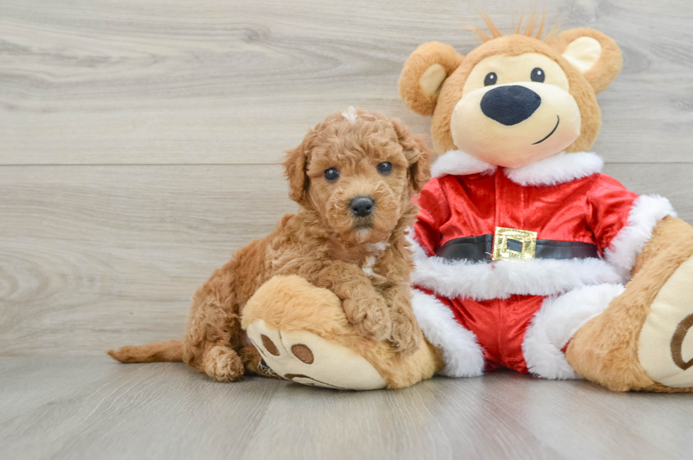 5 week old Mini Goldendoodle Puppy For Sale - Lone Star Pups