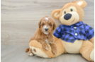 Mini Goldendoodle Puppy for Adoption