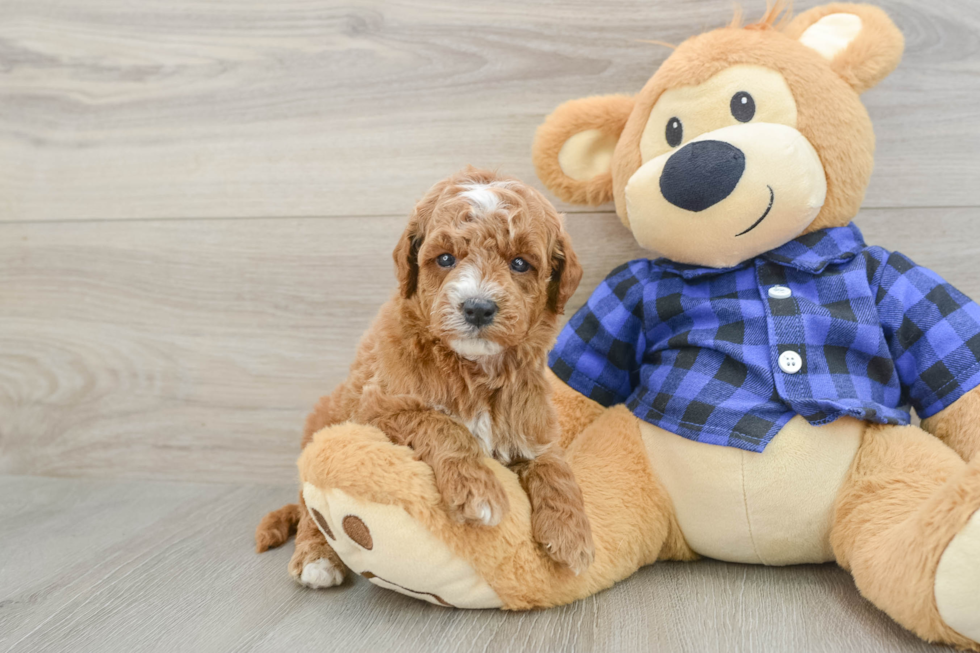 Mini Goldendoodle Puppy for Adoption
