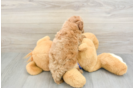 Funny Mini Goldendoodle Poodle Mix Pup