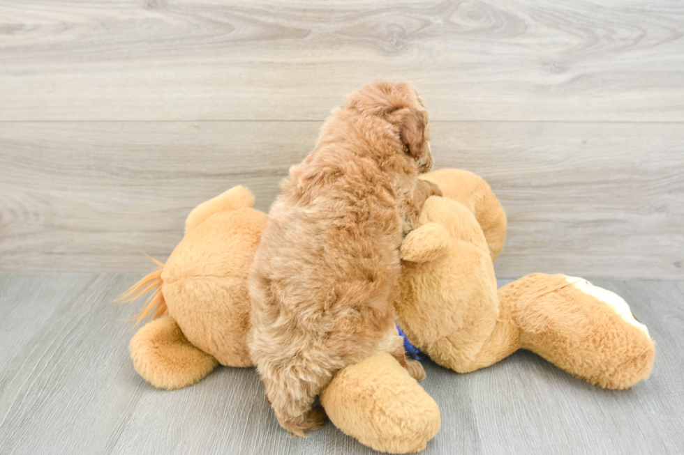Funny Mini Goldendoodle Poodle Mix Pup