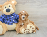 6 week old Mini Goldendoodle Puppy For Sale - Lone Star Pups