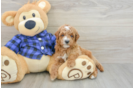 Best Mini Goldendoodle Baby