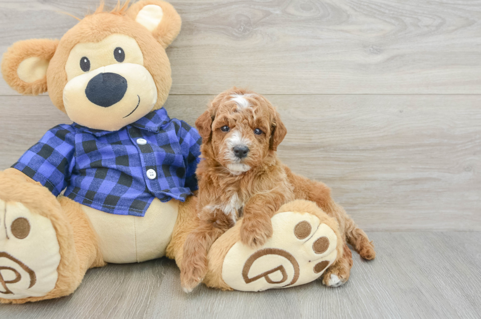 5 week old Mini Goldendoodle Puppy For Sale - Lone Star Pups