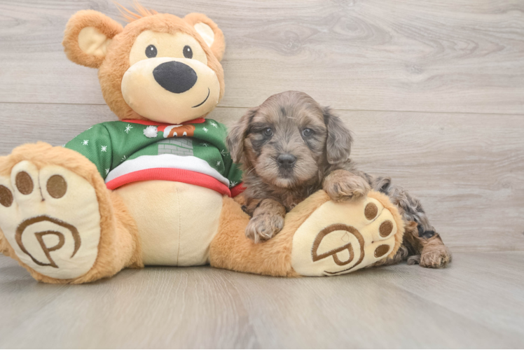 Petite Mini Goldendoodle Poodle Mix Pup