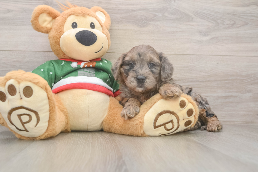 Petite Mini Goldendoodle Poodle Mix Pup