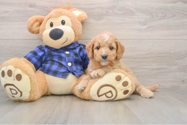 Hypoallergenic Mini Goldiepoo Poodle Mix Puppy