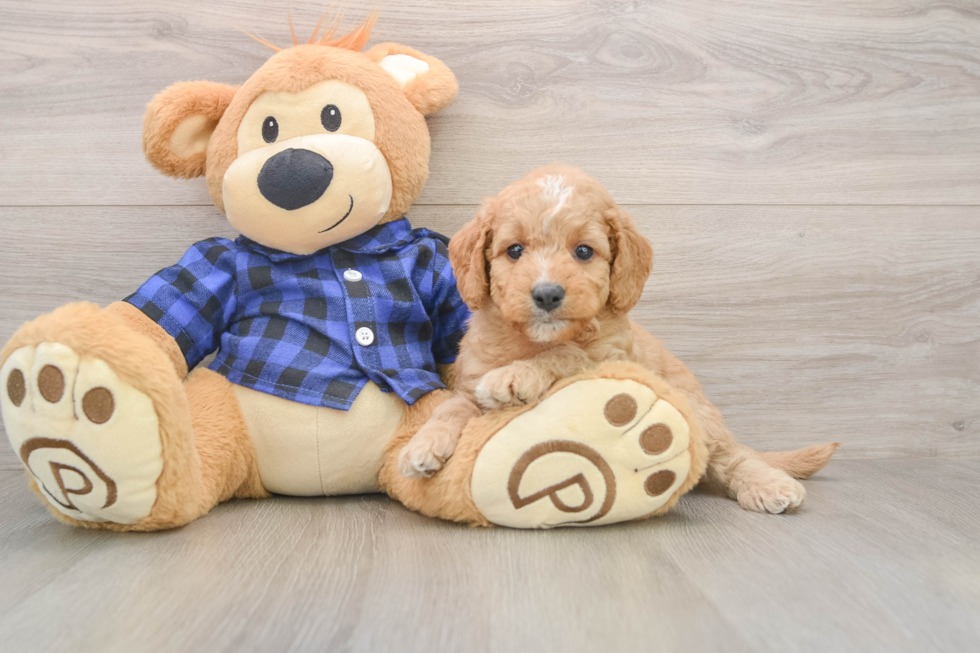 Hypoallergenic Mini Goldiepoo Poodle Mix Puppy
