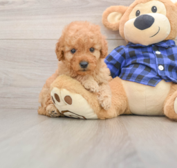 7 week old Mini Goldendoodle Puppy For Sale - Lone Star Pups
