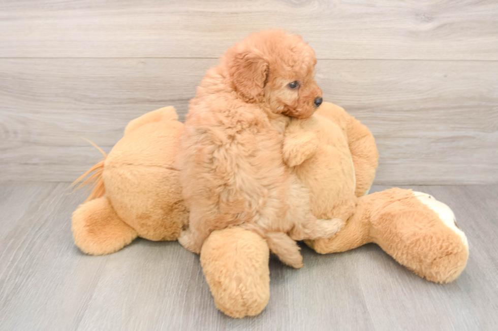Little Mini Goldenpoo Poodle Mix Puppy