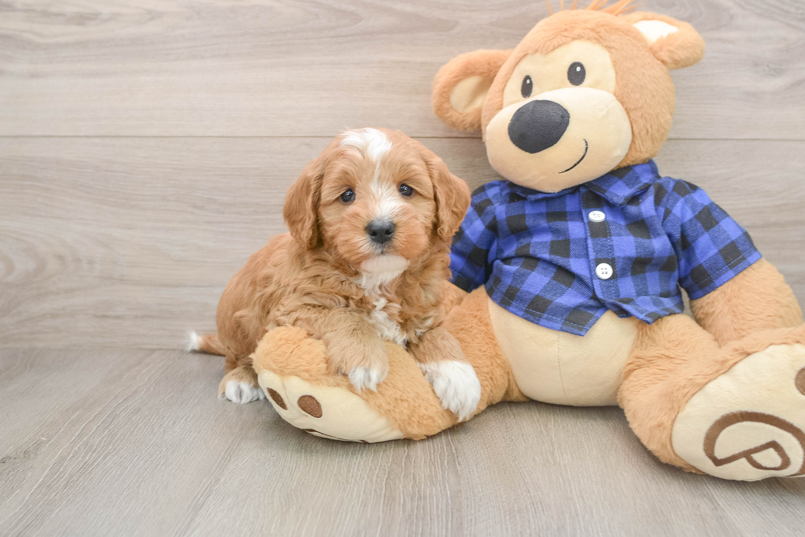 Best Mini Goldendoodle Baby