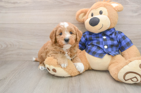 Best Mini Goldendoodle Baby