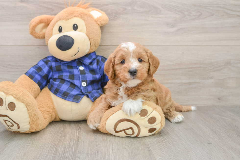 Adorable Golden Retriever Poodle Mix Poodle Mix Puppy