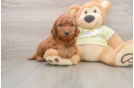 Mini Goldendoodle Pup Being Cute