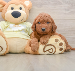 7 week old Mini Goldendoodle Puppy For Sale - Lone Star Pups