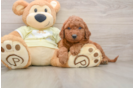 Funny Mini Goldendoodle Poodle Mix Pup