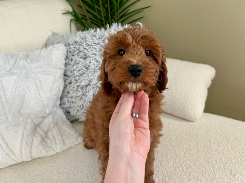 Cute Mini Goldendoodle Poodle Mix Pup