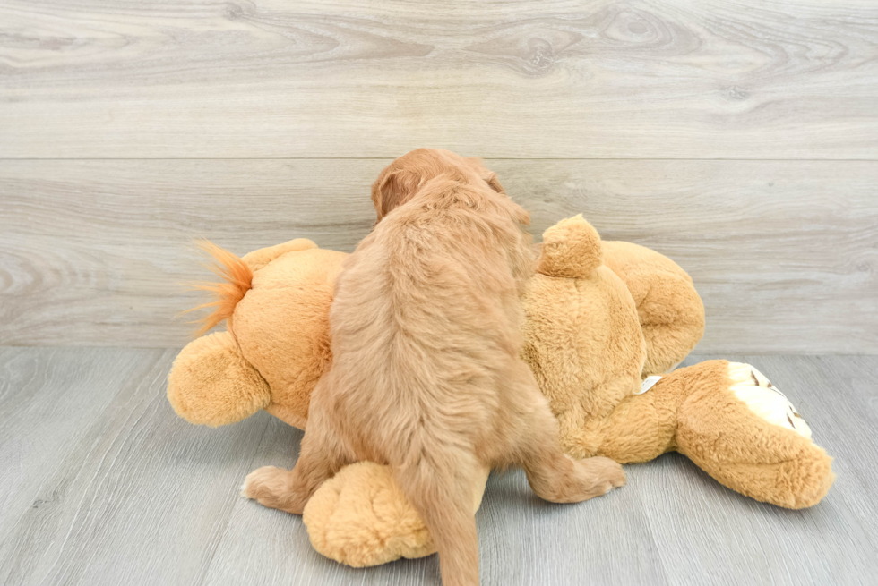 Cute Mini Goldendoodle Baby