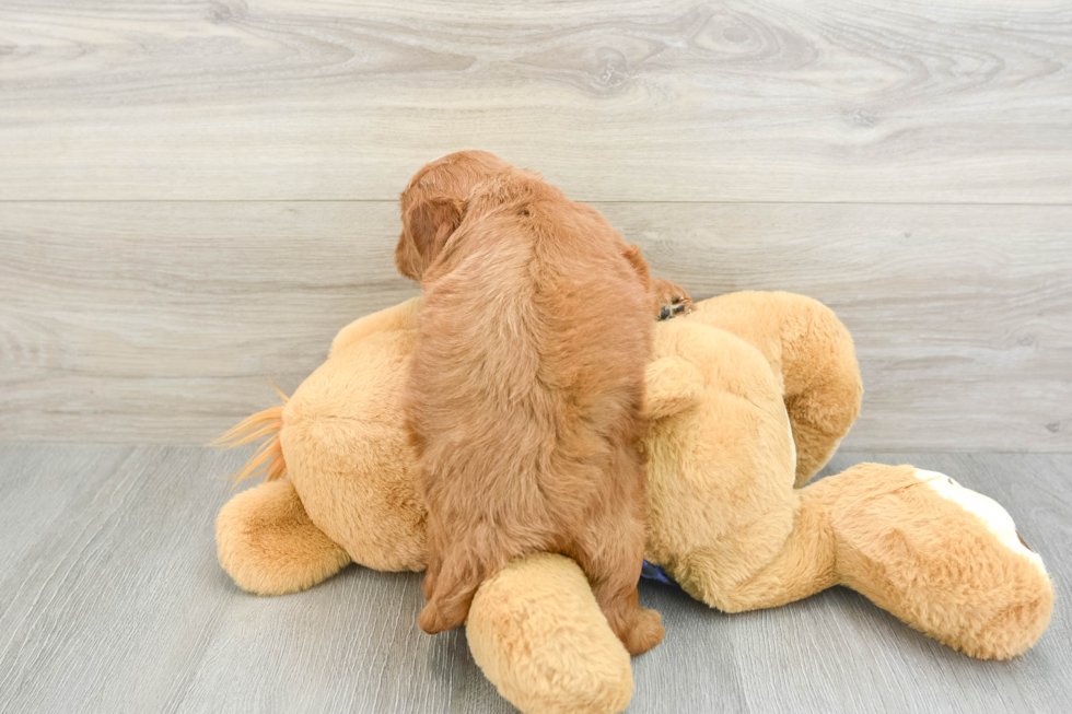 Mini Goldendoodle Pup Being Cute