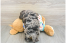 Sweet Mini Goldendoodle Baby