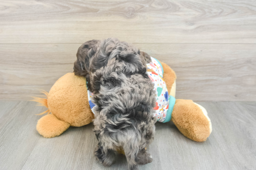 Sweet Mini Goldendoodle Baby