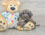 8 week old Mini Goldendoodle Puppy For Sale - Lone Star Pups