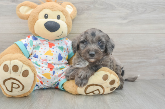 Hypoallergenic Mini Goldiepoo Poodle Mix Puppy