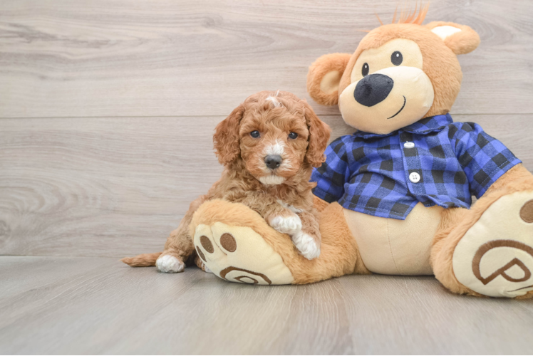 Mini Goldendoodle Puppy for Adoption