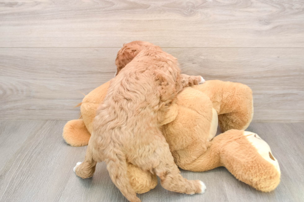 Mini Goldendoodle Pup Being Cute