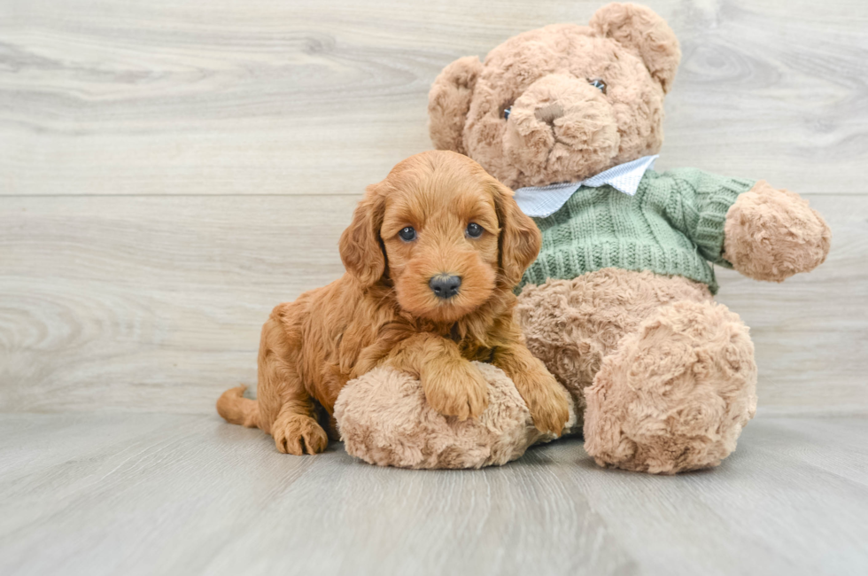 9 week old Mini Goldendoodle Puppy For Sale - Lone Star Pups