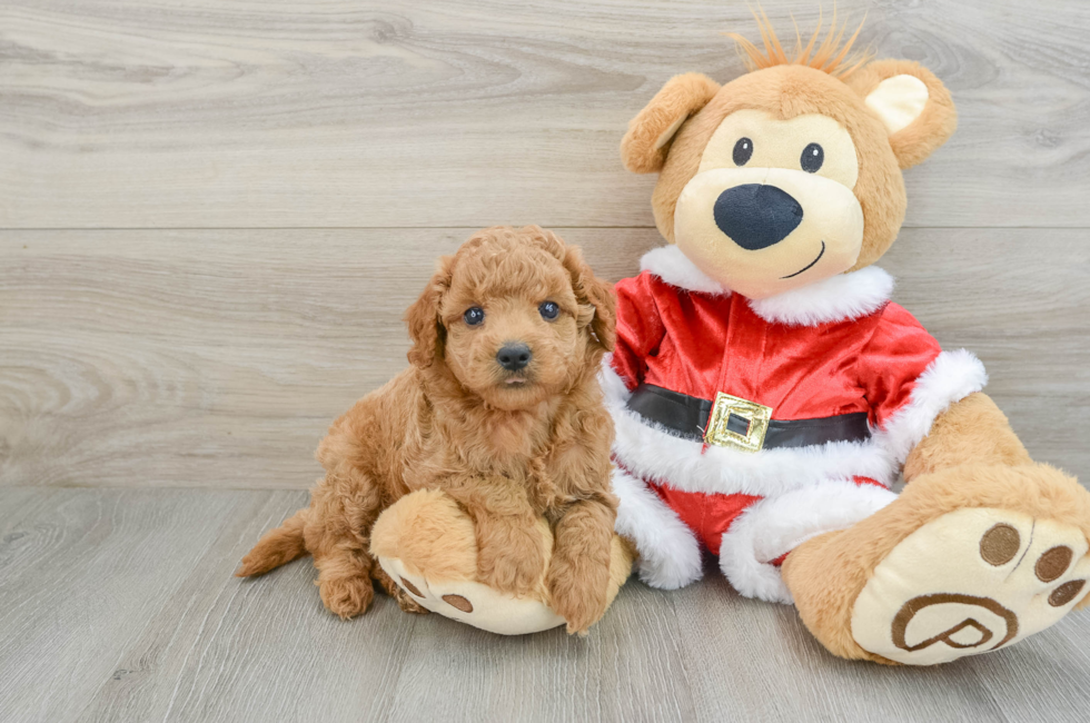 5 week old Mini Goldendoodle Puppy For Sale - Lone Star Pups