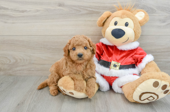 Playful Mini Groodle Poodle Mix Puppy