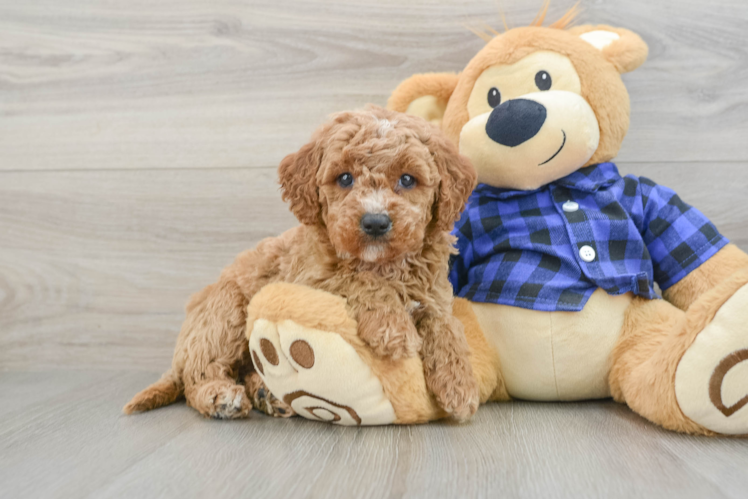 Mini Goldendoodle Puppy for Adoption