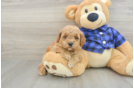 Funny Mini Goldendoodle Poodle Mix Pup
