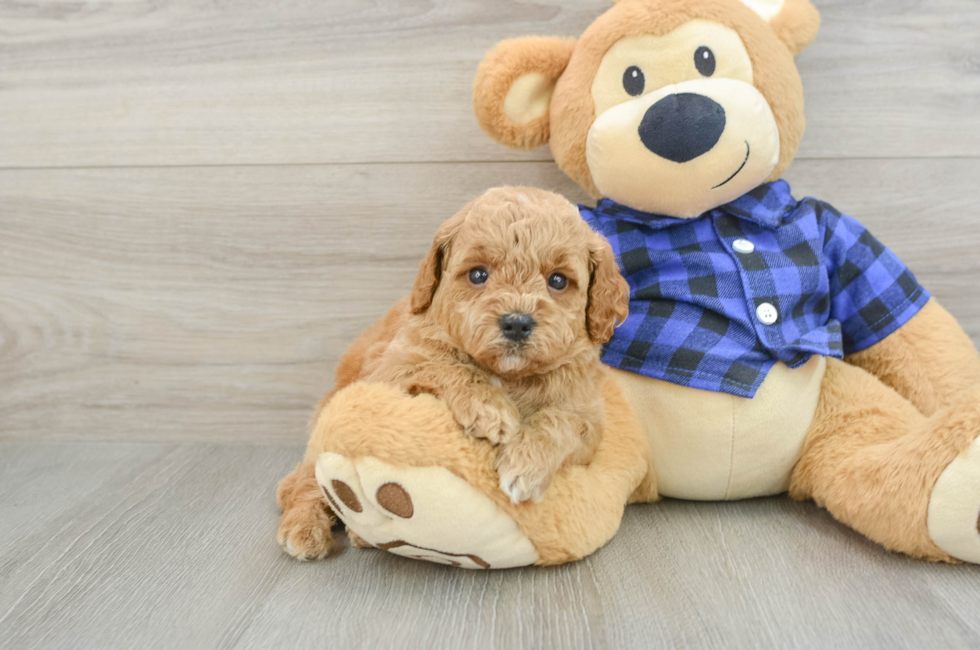 5 week old Mini Goldendoodle Puppy For Sale - Lone Star Pups