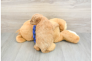 Cute Mini Goldendoodle Baby