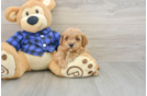 Playful Mini Groodle Poodle Mix Puppy
