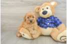 Mini Goldendoodle Pup Being Cute