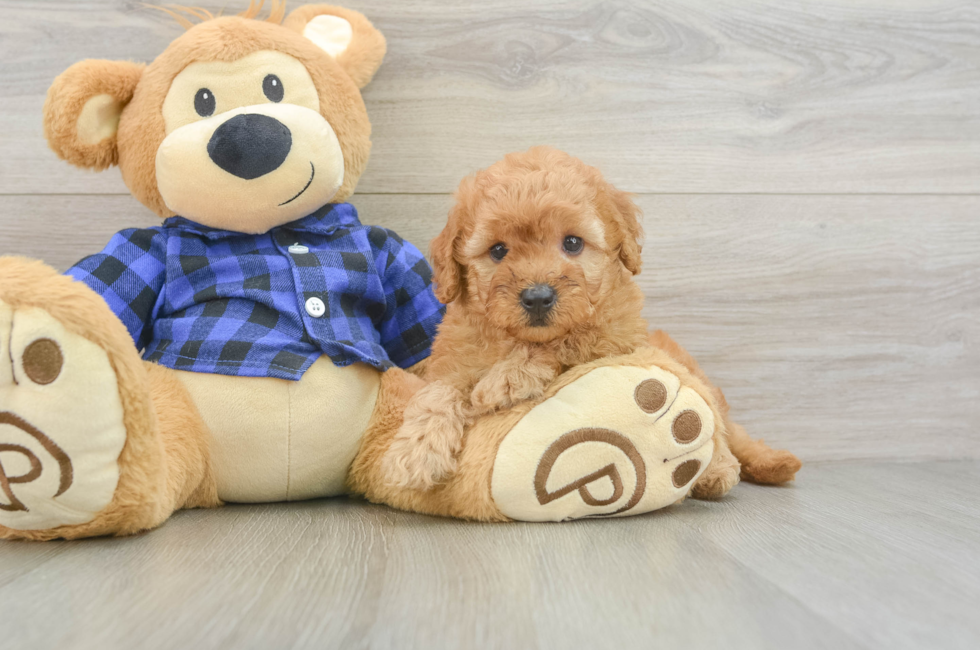 5 week old Mini Goldendoodle Puppy For Sale - Lone Star Pups