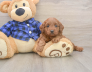 7 week old Mini Goldendoodle Puppy For Sale - Lone Star Pups