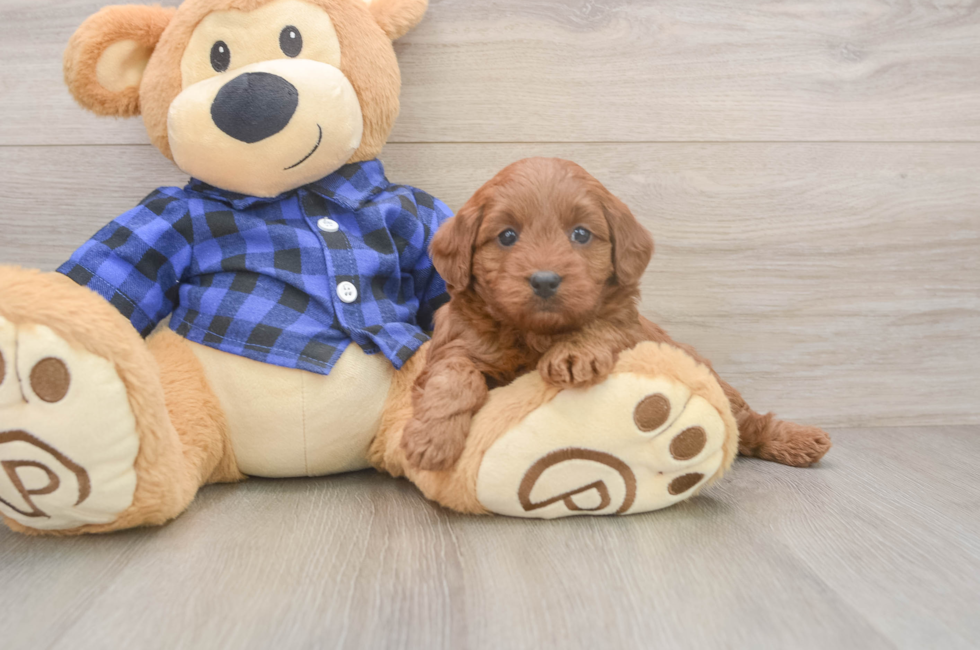 5 week old Mini Goldendoodle Puppy For Sale - Lone Star Pups