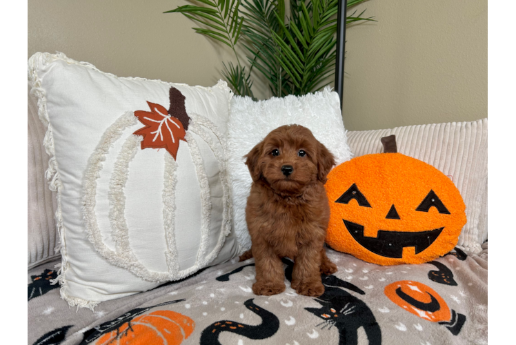 Cute Mini Goldendoodle Poodle Mix Pup