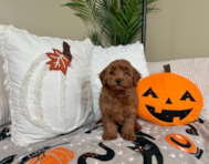 9 week old Mini Goldendoodle Puppy For Sale - Lone Star Pups