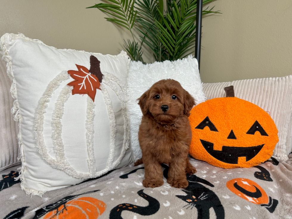 Cute Mini Goldendoodle Poodle Mix Pup