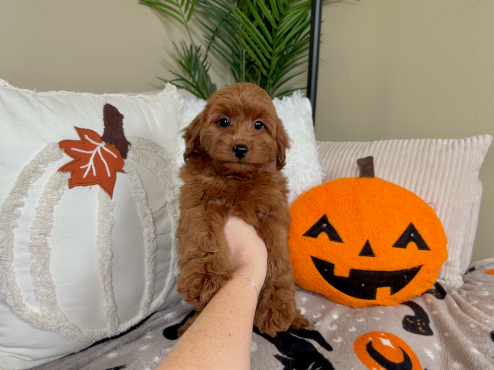 Cute Mini Groodle Poodle Mix Puppy