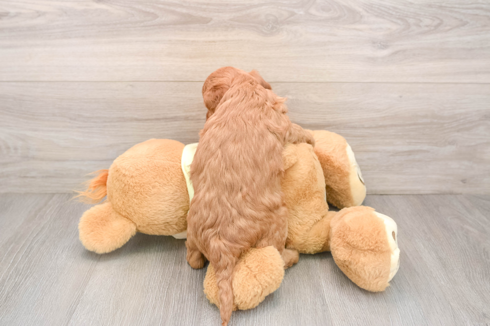 Best Mini Goldendoodle Baby