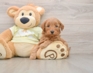 7 week old Mini Goldendoodle Puppy For Sale - Lone Star Pups