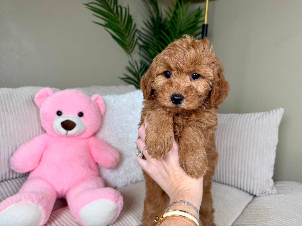 Cute Mini Goldendoodle Poodle Mix Pup
