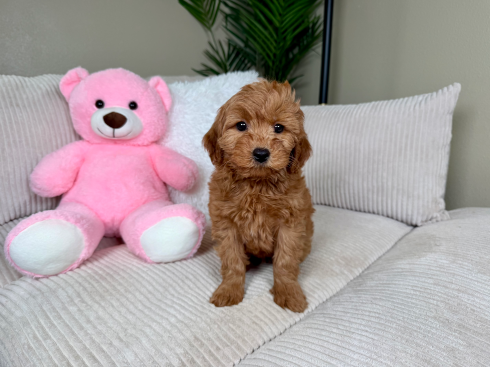 Mini Goldendoodle Pup Being Cute