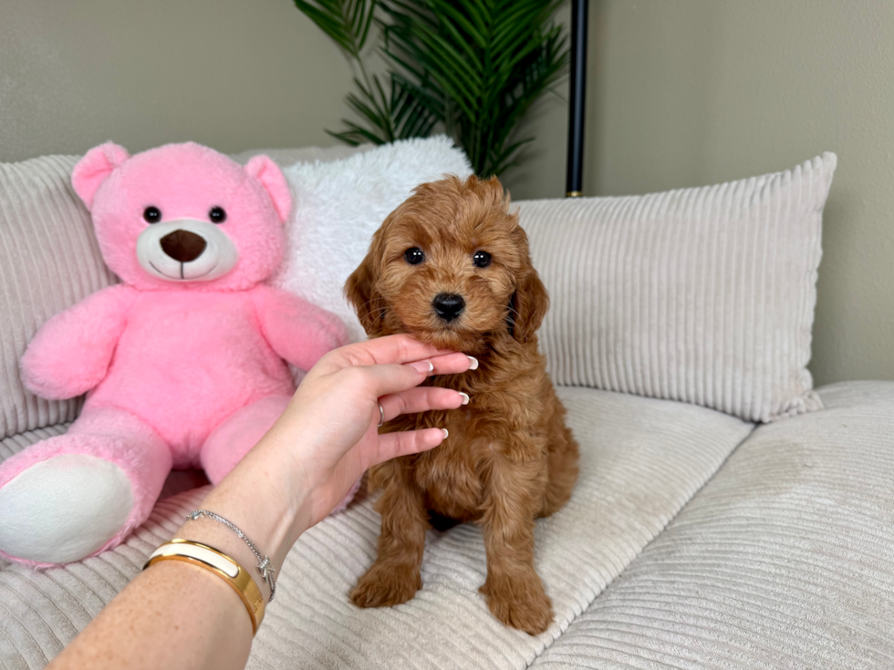 Cute Golden Retriever Poodle Mix Poodle Mix Puppy